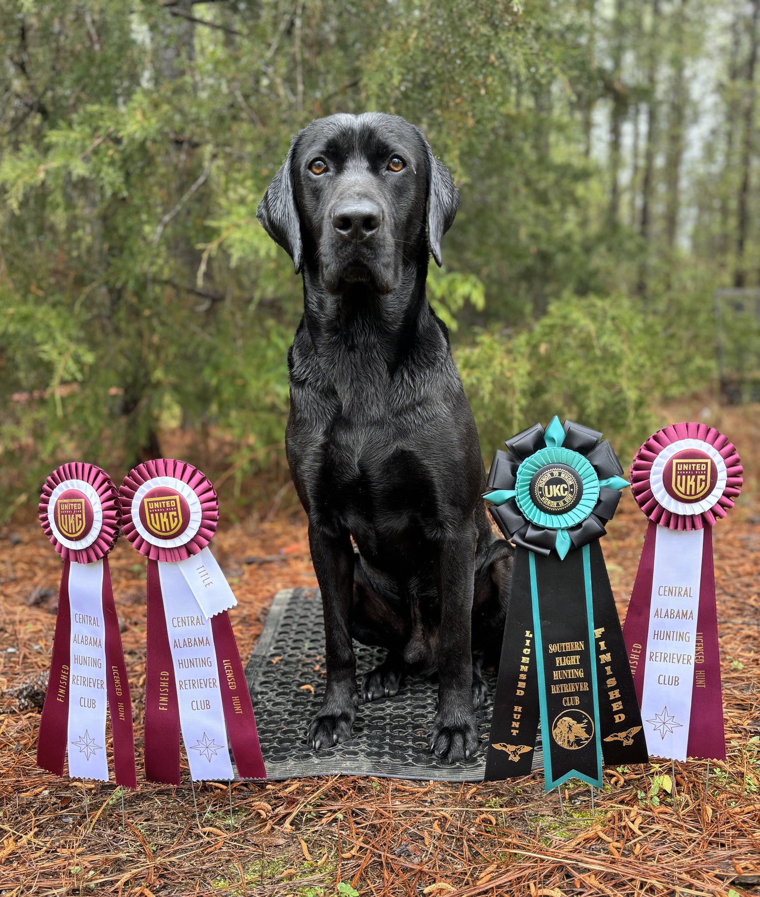 Hunting Retriever Champion (HRCH) trained by an amateur